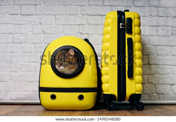 Cute Maine coon cat looking curious out\
of a backpack carrier next to a yellow\
suitcase.