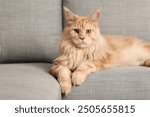 Cute Maine Coon cat lying on grey sofa in living room, closeup