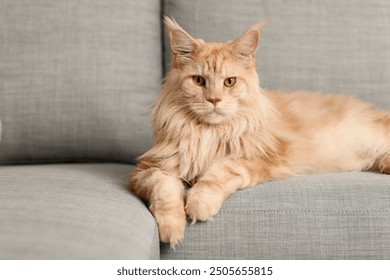 Cute Maine Coon cat lying on grey sofa in living room, closeup - Powered by Shutterstock