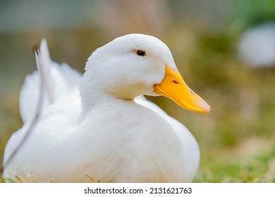 cute and majestic duck with white feathers and yellow beak is sitting by the lake. Macro shot. animal life.