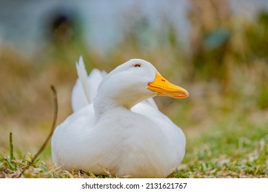 cute and majestic duck with white feathers and yellow beak is sitting by the lake. Macro shot. animal life. - Shutterstock ID 2131621767