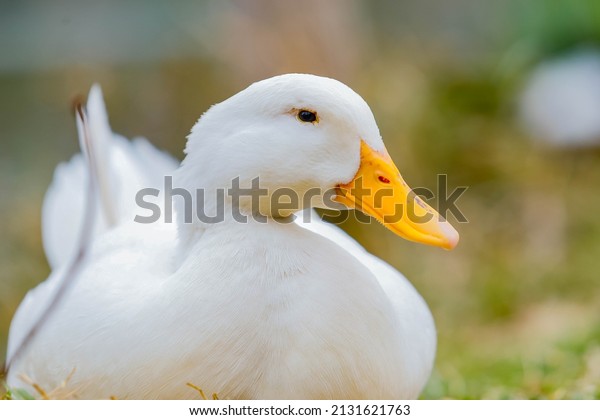 cute and majestic duck\
with white feathers and yellow beak is sitting by the lake. Macro\
shot. animal life.