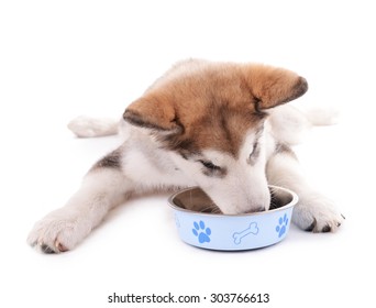 Cute Malamute Puppy Eating From Metal Bowl Isolated On White