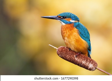 Cute male common kingfisher, alcedo atthis, sitting on bulrush flower in spring at sunrise. Small bird with colorful feathers looking in nature from front view.