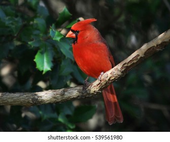 Cute Male Northern Cardinal, 
