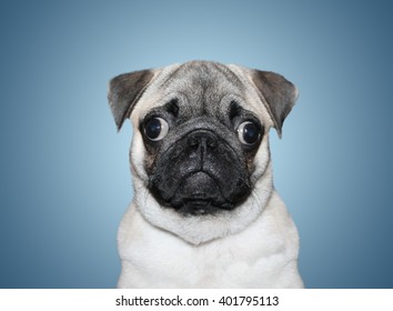 Cute Male Pug On Blue Background Stock Photo 401795113 | Shutterstock