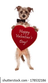 A Cute Male Terrier Mix Breed Dog Wearing A Black Bow Tie Standing Up And Holding A Big Velvet Heart Shaped Box Of Chocolates With The Words Happy Valentines Day 