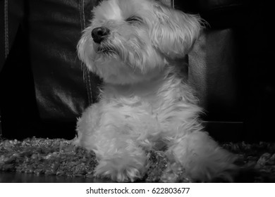 Cute Maltese Dog Basking Sun Black Stock Photo (Edit Now) 622803677