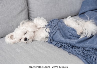 Cute Maltese dog sleeping on sofa at home - Powered by Shutterstock