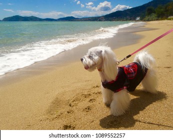 Cute Maltese Dog Wearing Clothes At Sunny Day On The Beach