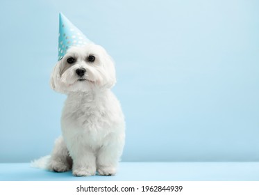 Cute Maltese  Dog Wearing Party Hat   On Blue  Background  With Copy Space .  Dog Birthday Party  Concept . Dog Food, Goods For Pets Advertising Concept .