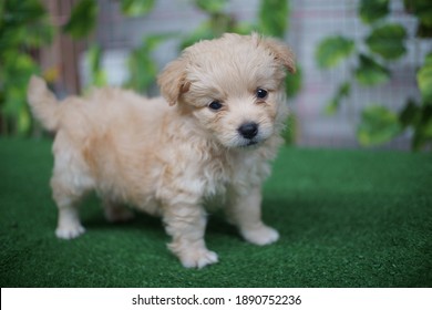 Cute Maltese Poodle Female Puppy 