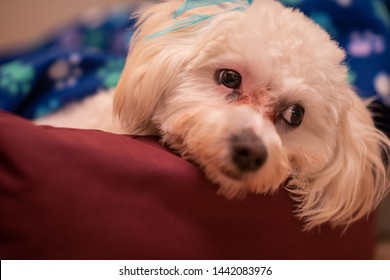 red maltese poodle