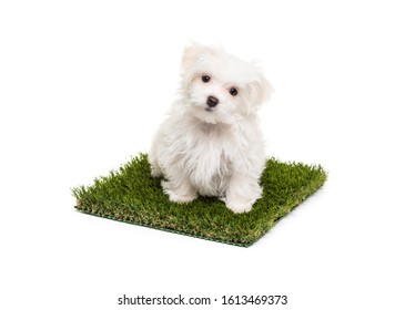 Cute Maltese Puppy Dog Sitting On Section Of Artificial Turf Grass On White Background.