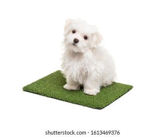 Cute Maltese Puppy Dog Sitting On Section Of Artificial Turf Grass On White Background.