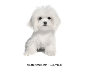 Cute Maltese Puppy Isolated On White Background