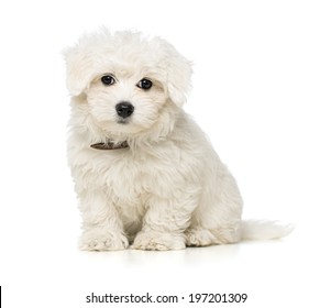 Cute Maltese Puppy Isolated On White Background