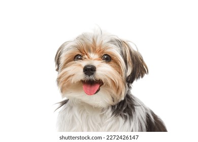 Cute maltese puppy isolated on white background - Shutterstock ID 2272426147