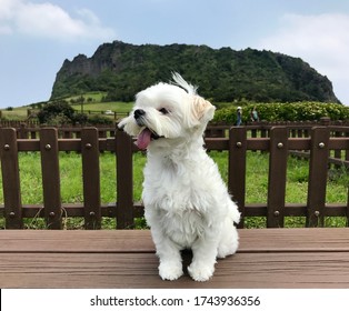 Cute Maltese puppy in Seongsan Ilchulbong  Jeju island  her face is so happy 