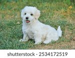 cute Maltese x Poodle mixed breed puppy, also known as Maltipoo dog sitting on green grass on summer day. Popular dog breed. Home pet walking on grass. Little Maltipoo puppy is walking in green grass