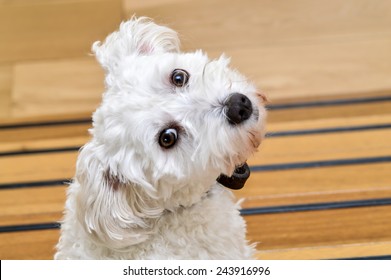 Cute Maltezer Dog With His Head Turned