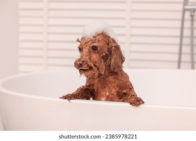 Cute Maltipoo dog with foam in bathtub indoors. Lovely pet - Shutterstock ID 2385978221