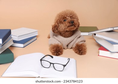 Cute Maltipoo dog in knitted sweater surrounded by many books on beige background