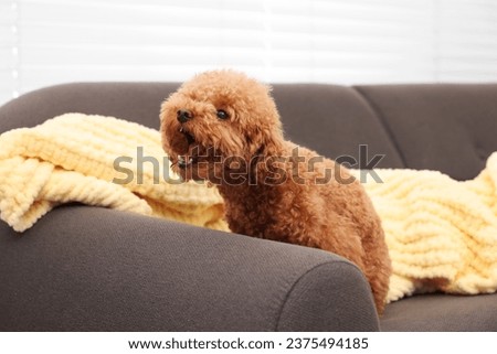 Cute Maltipoo dog with plaid on sofa indoors. Lovely pet