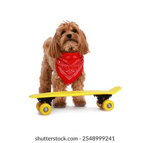 Cute Maltipoo dog with red bandana and mini penny board against white background - Powered by Shutterstock