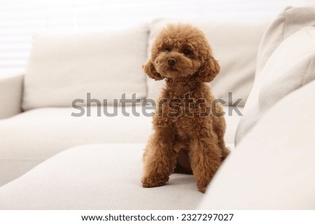 Cute Maltipoo dog sitting on comfortable sofa indoors, space for text. Lovely pet
