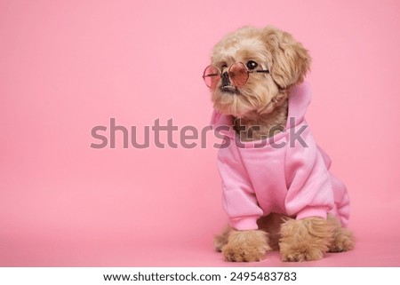 Cute maltipoo dog sitting on pink background wearing hoodie and glasses. Cute pet poses for calendar, notepad, postcard.