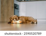 Cute Maltipoo puppy lying on the floor, playfully chewing a plush toy. The small, fluffy dog has curly apricot fur and big, expressive eyes. A cozy indoor scene with a kitchen in the background.