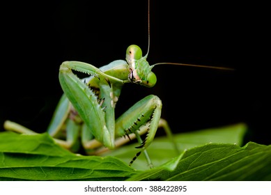 Cute Mantis