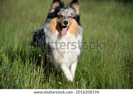 Similar – Dog breed Bernese Mountain Dog