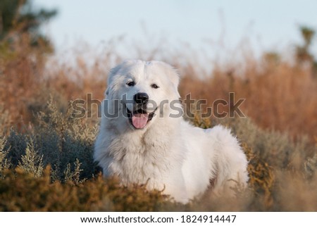 Cute Maremmano Abruzzese Maremma Sheepdog portrait posing in the nature 