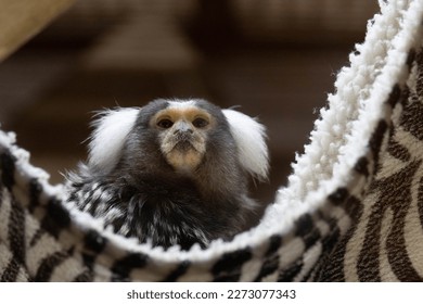cute marmoset in the black and white cradle