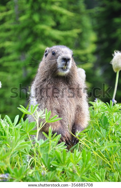 cute marmot