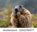 Cute Marmot eating his carrots while standing on his hind legs. Blurred background. Marmot with fluffy fur sitting on a meadow. View of the landscape. Photographed on Grossglockner. close up