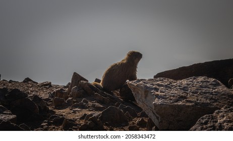 Cute Marmot On Top Of Mount Elbert