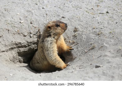 Cute Marmot Peeking Out Of A Burrow In Ladakh, India