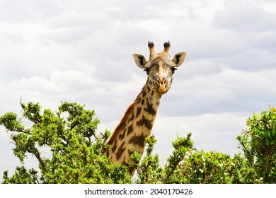 A Cute Masai Giraffe Taller Than An African Savanna Tree
(Maasai Mara National Reserve, Kenya)