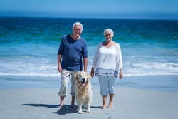 Cute Mature Couple Holding Hands Walking The Dog On The Beach