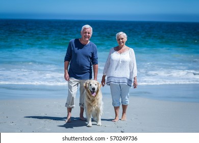 Cute Mature Couple Holding Hands Walking The Dog On The Beach