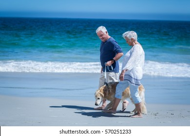 Cute Mature Couple Holding Hands Walking The Dog On The Beach