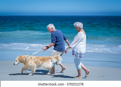 Cute Mature Couple Holding Hands Walking The Dog On The Beach