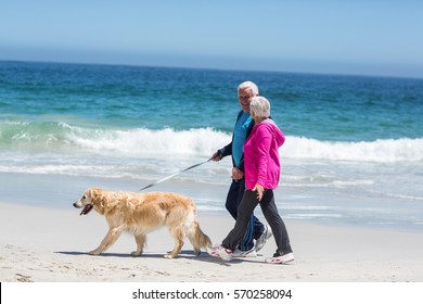 Cute Mature Couple Walking Their Dog On The Beach