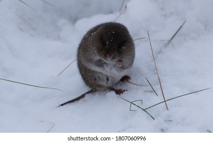 Meadow Voles High Res Stock Images Shutterstock