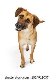 Cute Medium Size Mixed Breed Dog With Yellow Coat Looking Into Camera With Head Cocked. Isolated On White. 