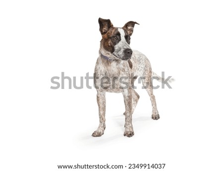cute medium sized dog on a plain white background