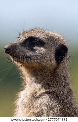 Cute meerkat on sentry in sun